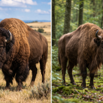 Bison d'europe et Bison d'amérique différence